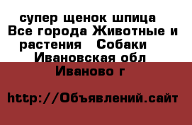 супер щенок шпица - Все города Животные и растения » Собаки   . Ивановская обл.,Иваново г.